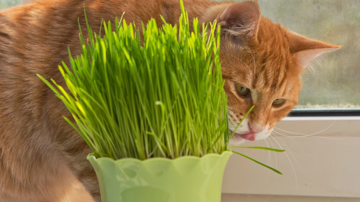 Can Cats Eat Catnip Plants