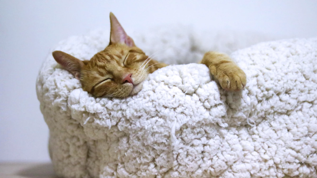 How to Make a Cat Sleep Instantly: 10 Tips