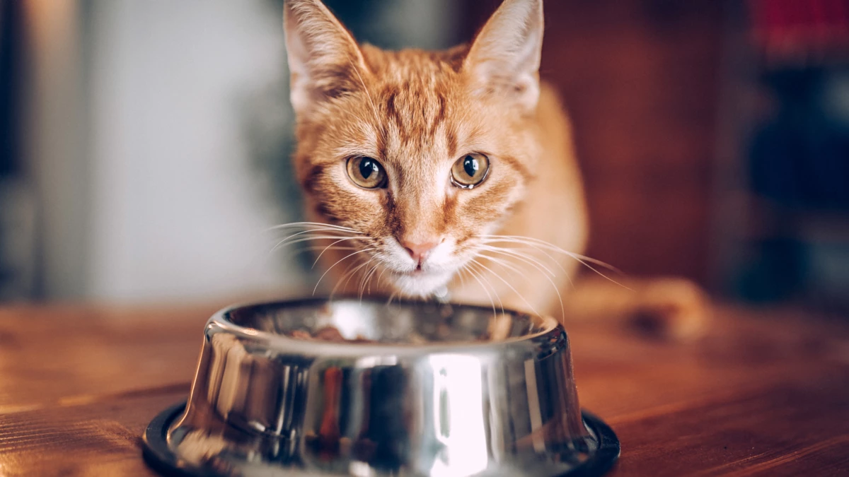 How to Prepare Chicken Livers for Cats?