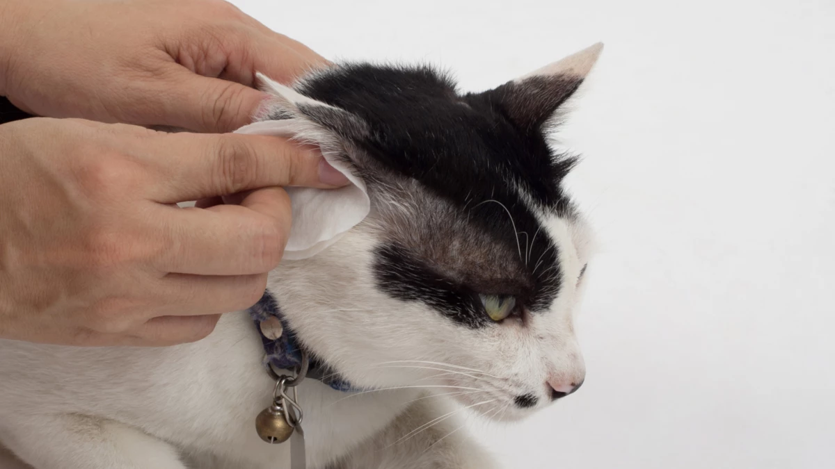 Why do cats want their ears Rubbed?