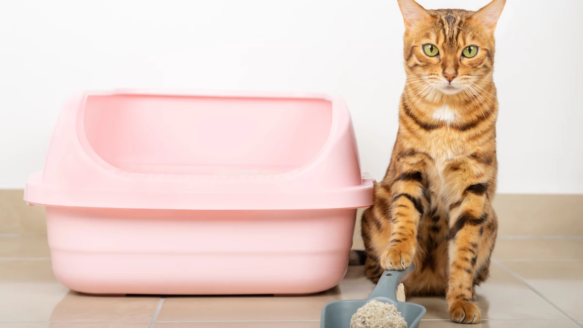 Why does my cat scratch the side of the Litter Box?