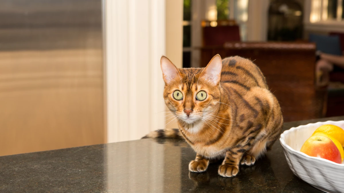 How to Keep Cats Off Kitchen Countertops?