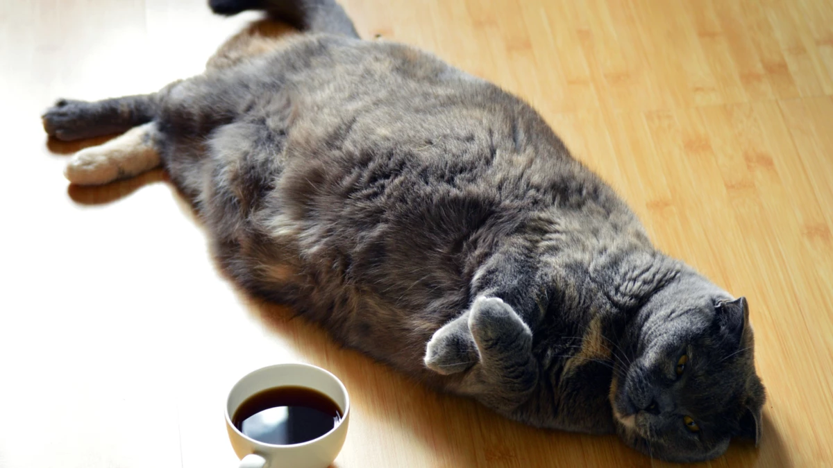 Can cats drink coffee? is it good or bad