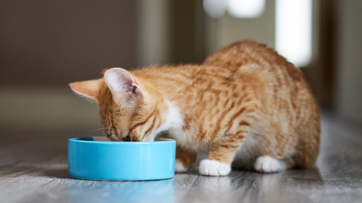 Can cats eat peanuts? Is it toxic