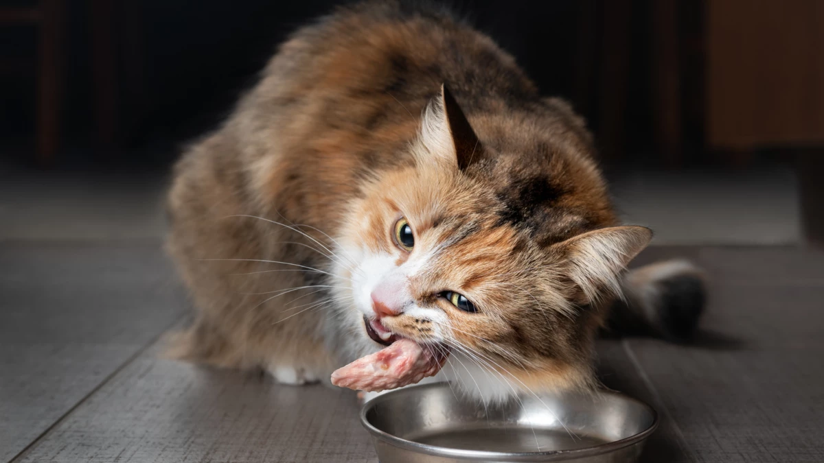 boiled chicken for cats – Is boiled chicken good for cats?