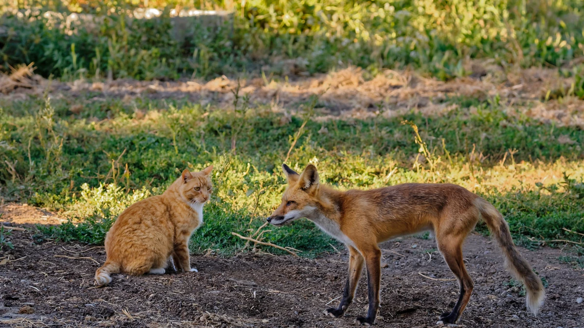 can cats and foxes breed – Can A Fox Breed With A Cat?