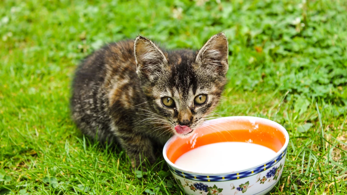 can cats drink oat milk? Everything you need to know