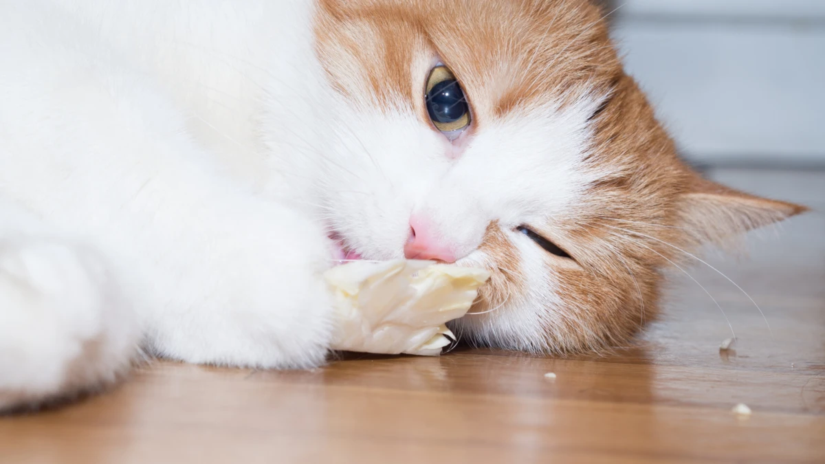 can cats eat cabbage? Health benefits of cabbage for cats