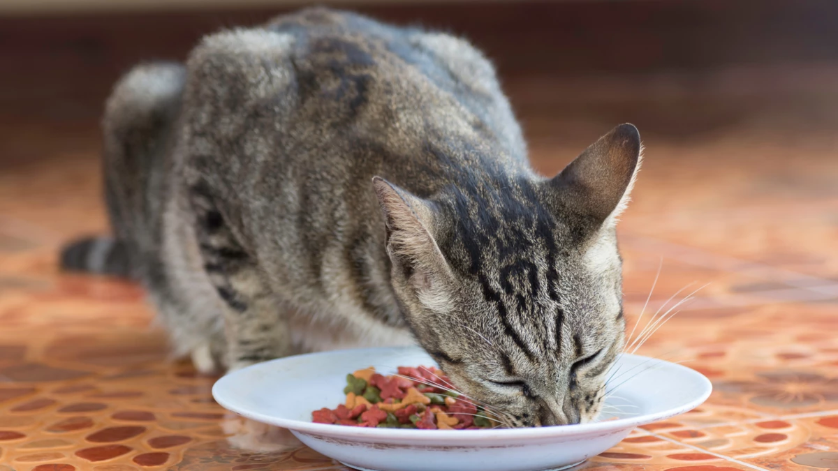 can cats eat chicken bones?