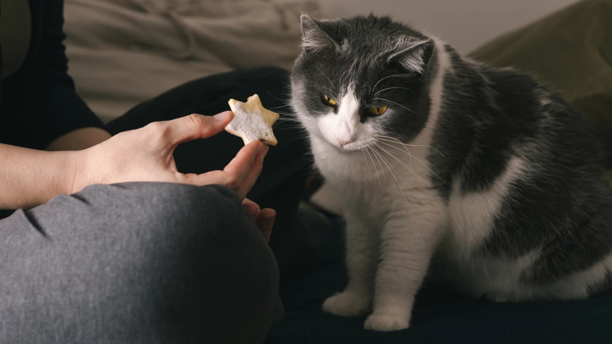 can cats eat cookies? What Happens If a Cat Eats a Cookie?