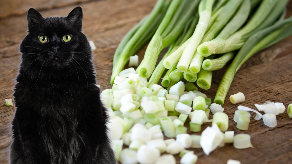 can cats eat green onions?