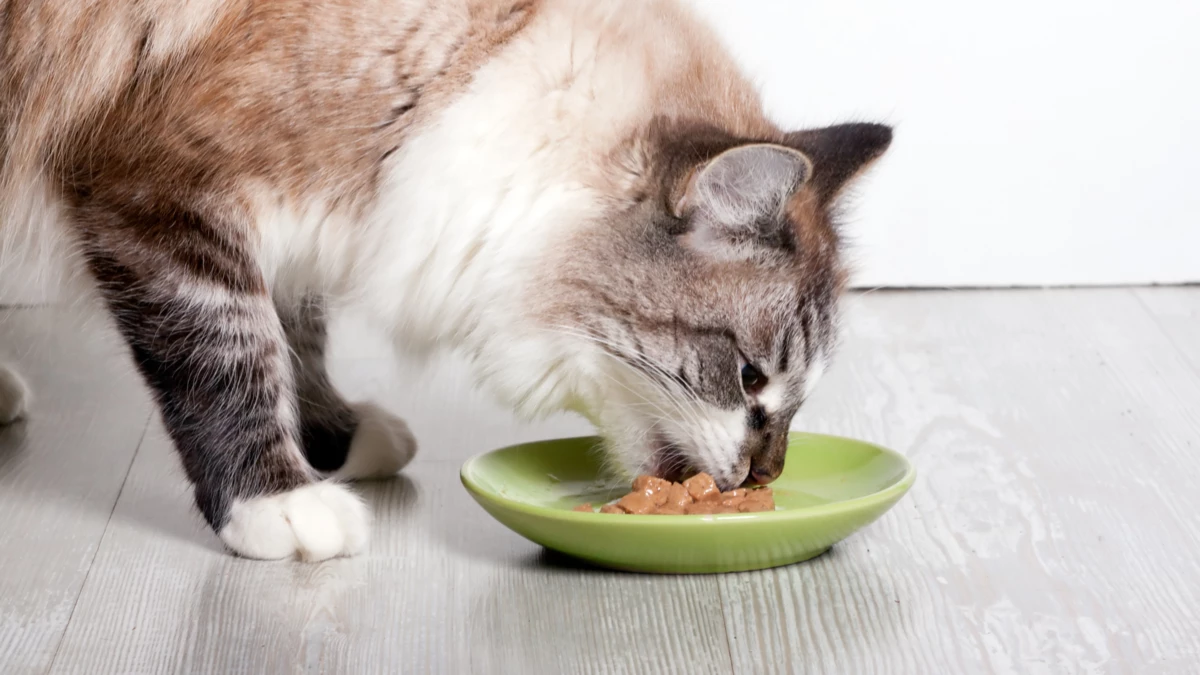 can cats eat pasta? Is Pasta Safe For Cats?