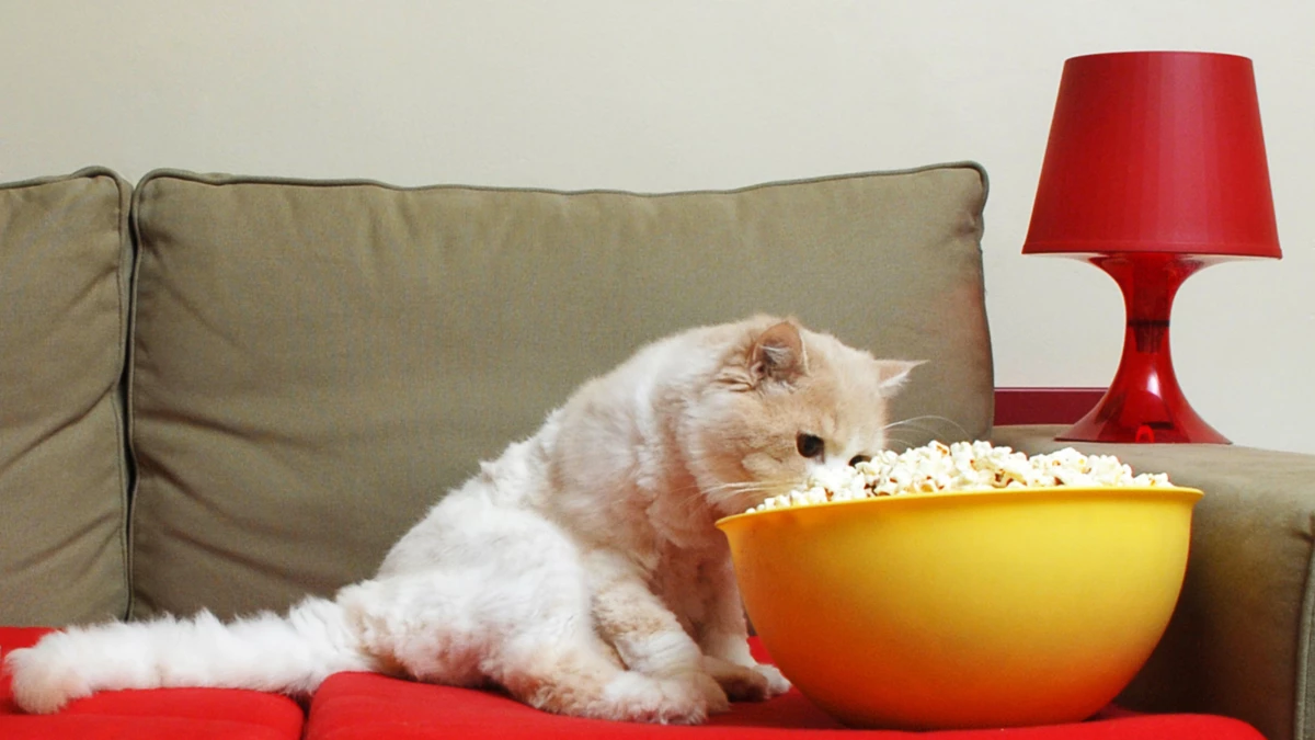 can cats eat popcorn?