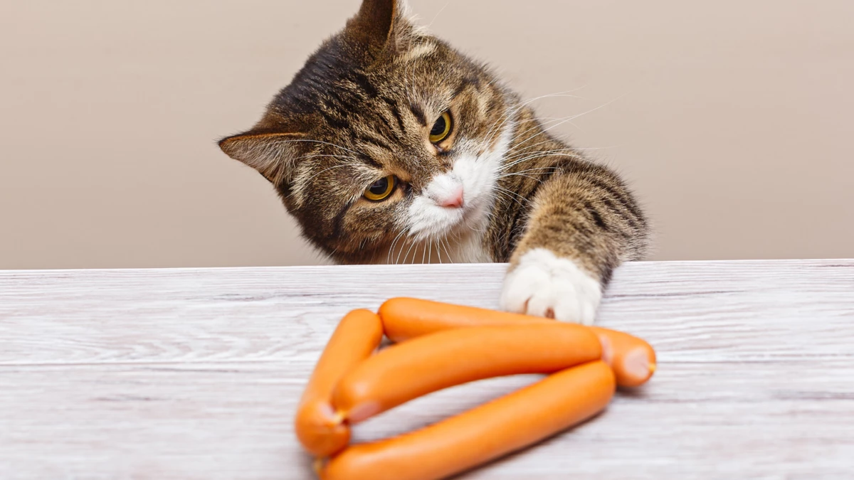 can cats eat sausage? What you need to know