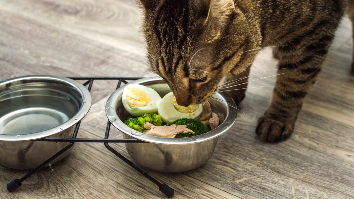 can cats eat seaweed? Benefits of Using Seaweed in Cat Food