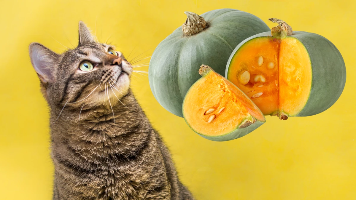 can cats eat squash? – Is Yellow Squash Toxic To Cats?