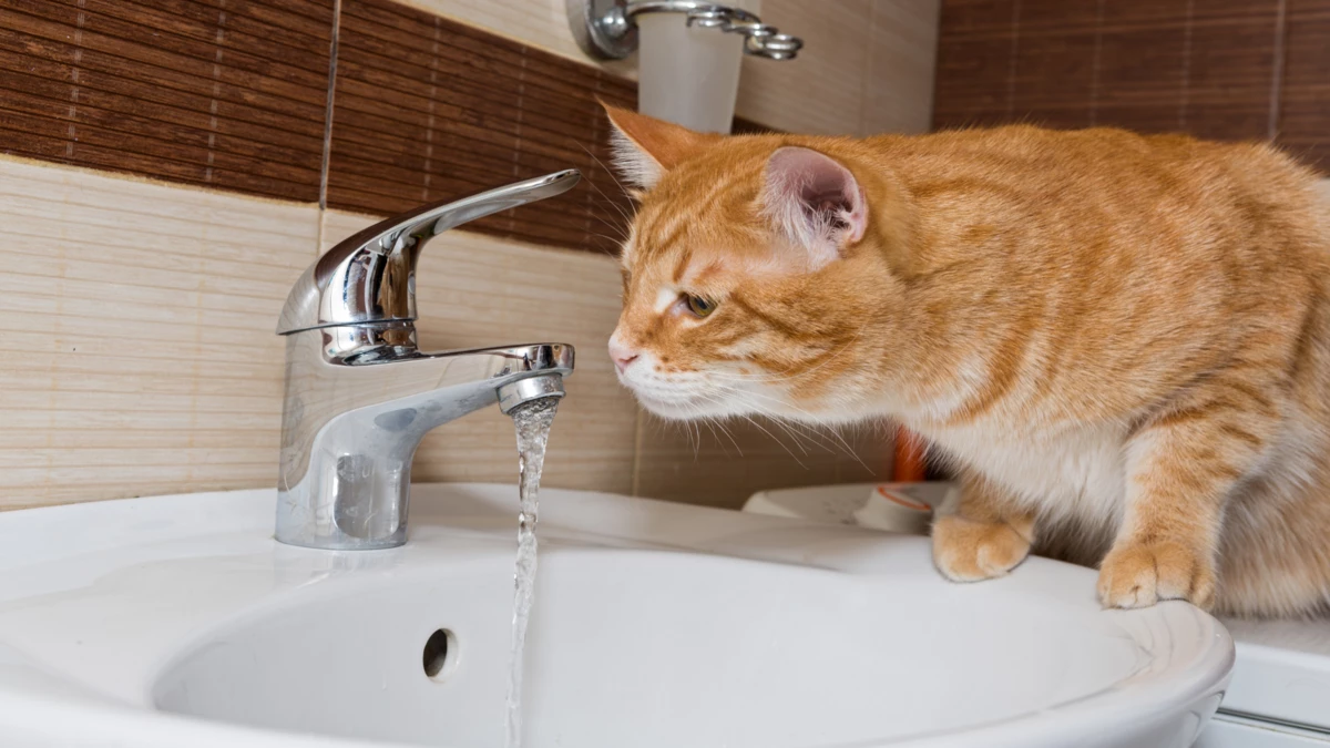 how long can a cat go without water?