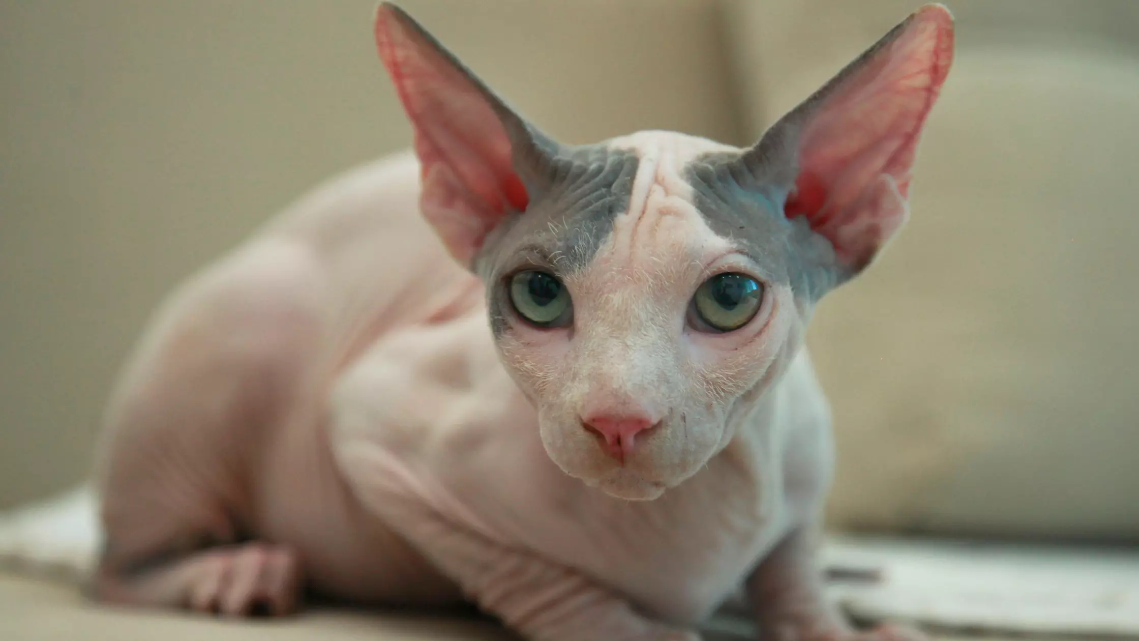 5 hairless cat breeds you should know