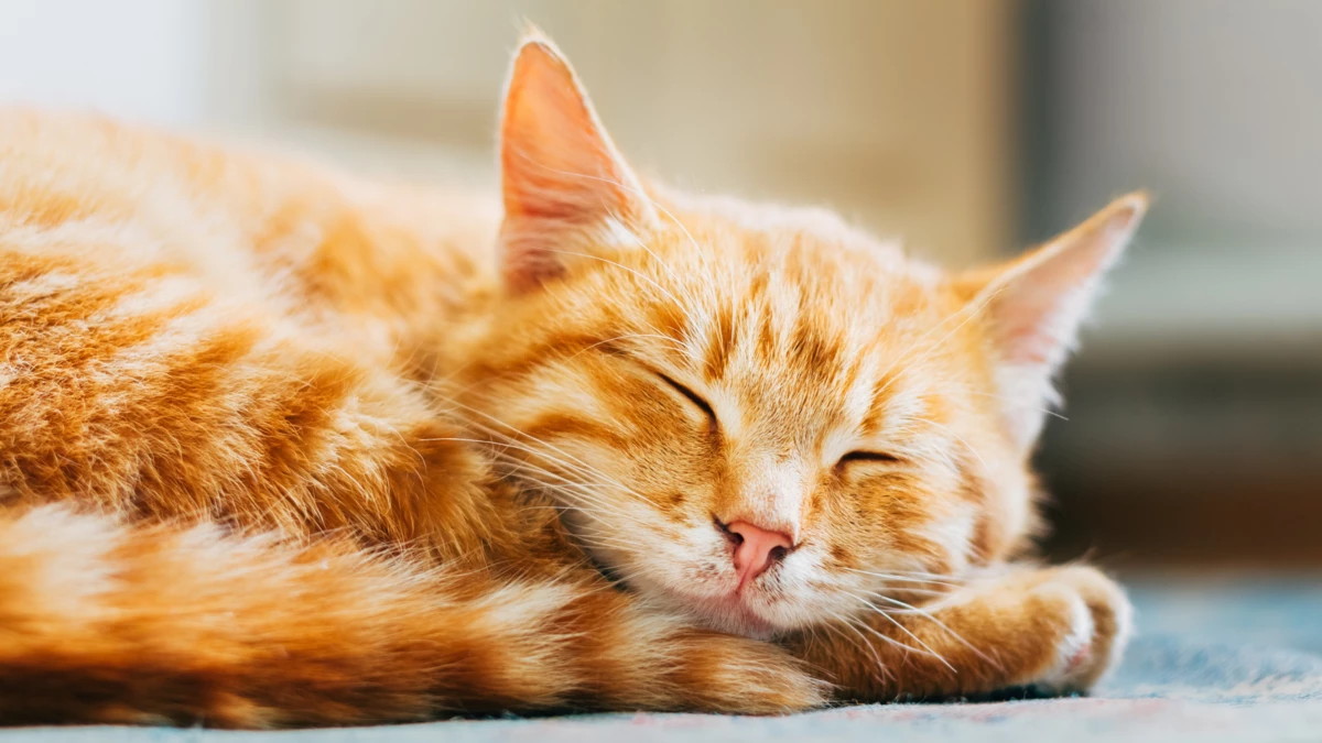 11 tips to teach your cat to sleep through the night
