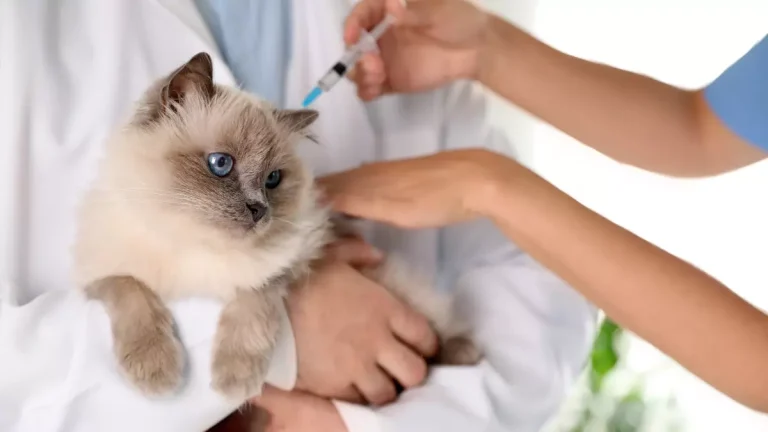 Vaccination schedule for cats -Schedule, Side Effects, and Costs