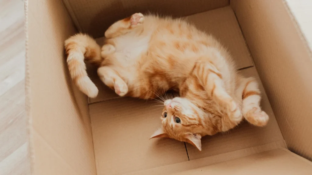 Why Do Cats Love Boxes So Much
