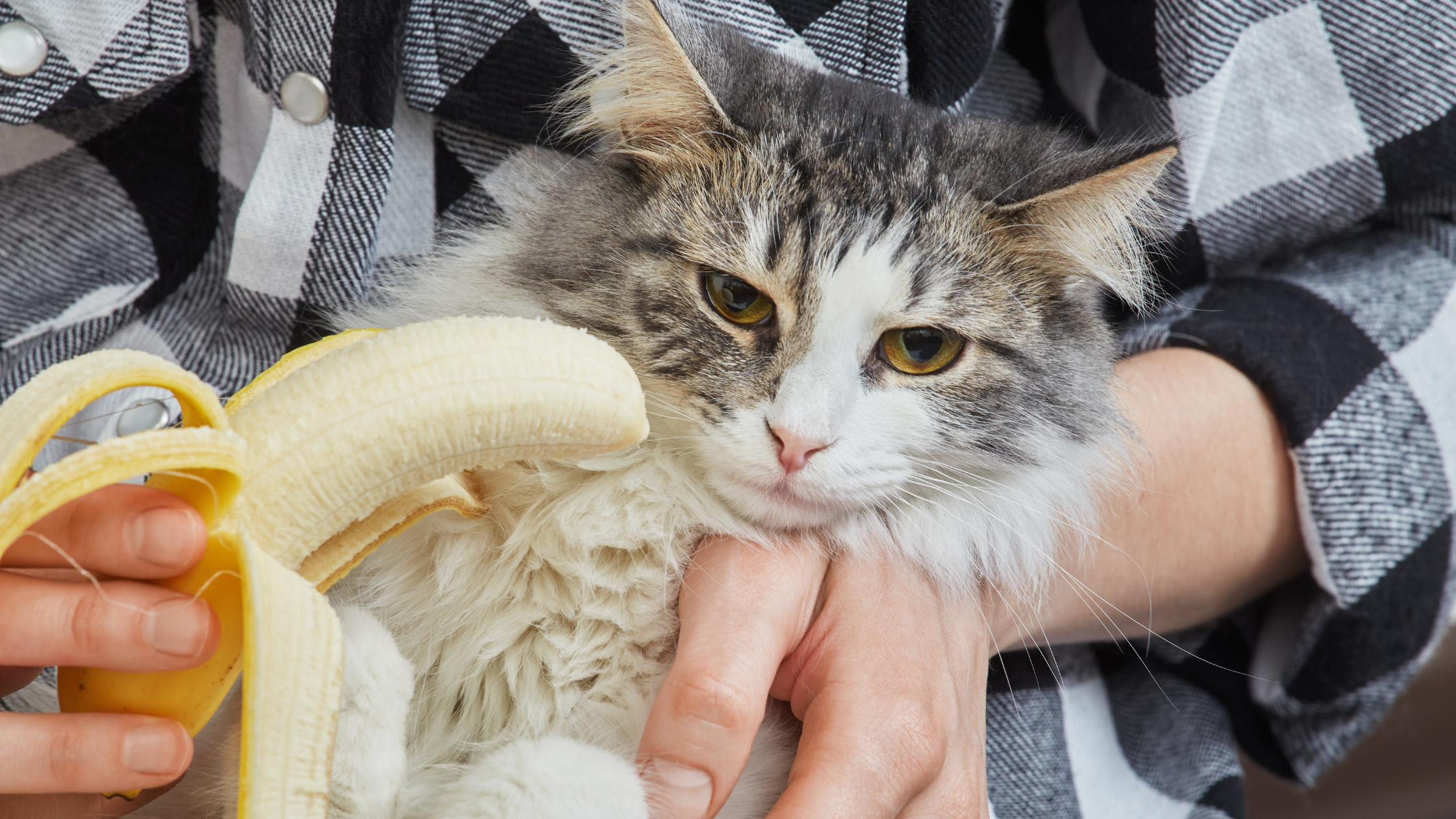 Can cats eat bananas