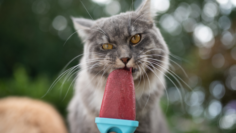 Can cats eat ice cream?